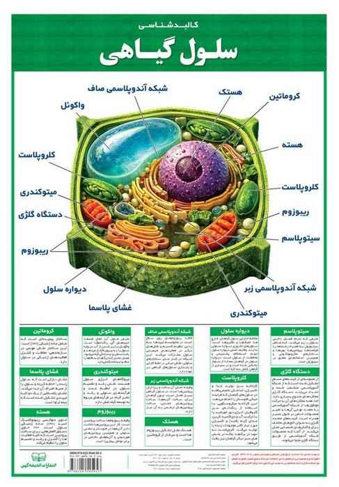 پوستر وایت بردی کالبد شناسی سلول گیاهی